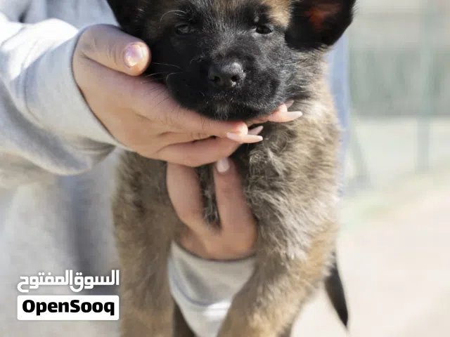 جـــــــــرو جــــــــيرمن سيـــــــــــــبل    جرو يتمتع ببنية قوية وذكاء عالٍ، مناسب جدًا للحراسة