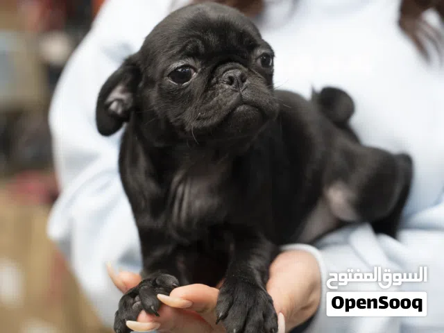 بج .....pug ....مع جميع اللقاحات اللازمه وجرعه الدود ومايكروشيب