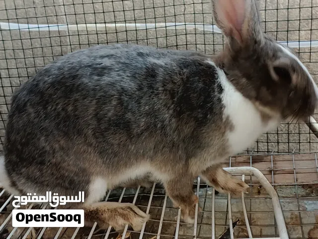 ارنبه للبيع female rabbit breeder