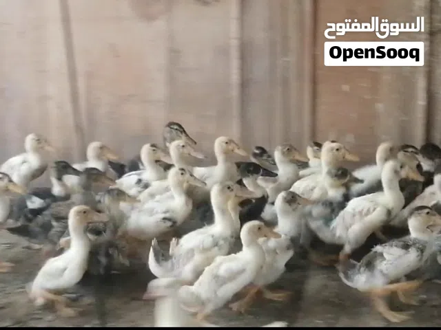 بط عماني اقرا الوصف