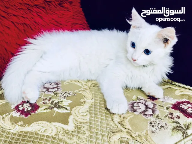 قطه شيرازي اللون ابيض العمر 7 اشهر مع كارت اللقاح