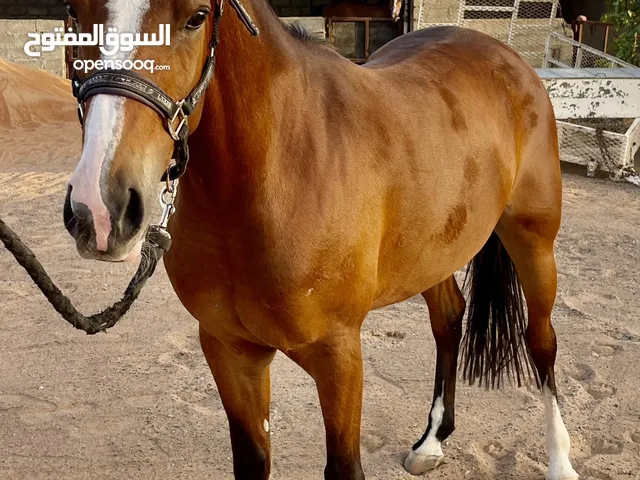 فرس عربيه للبيع
