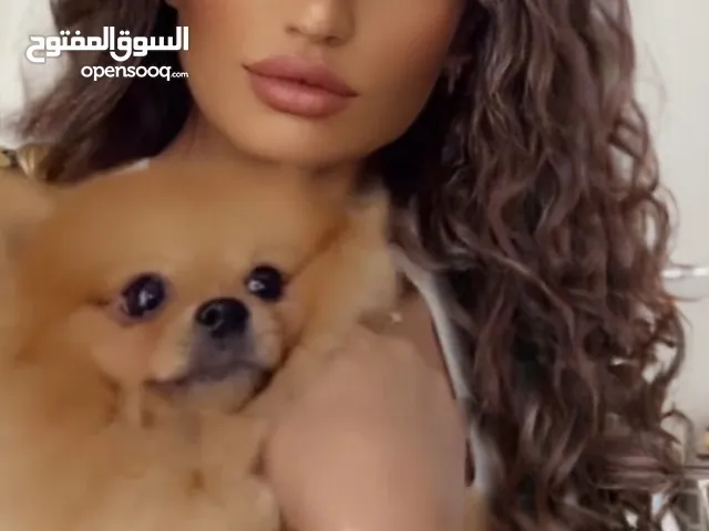 بومارينيان من أوكرانيا ذكر و انثى