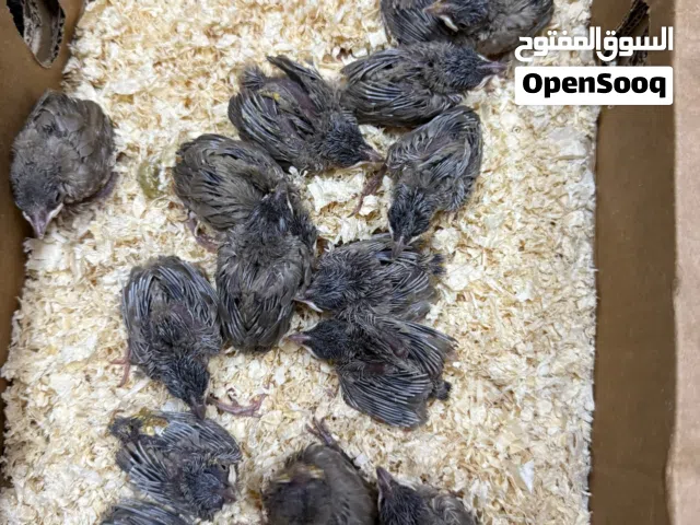 للبيع بلابيل بحريني الحبه على 8دينار يوجد توصيل جميع مناطق البحرين