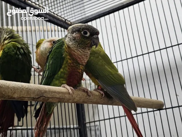 كنيور مفقود