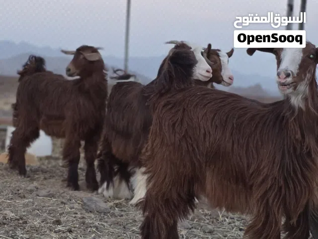 غنم صخلات و تيس