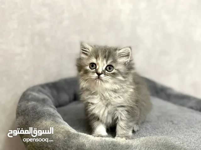 قطة شيرازي Persian cat