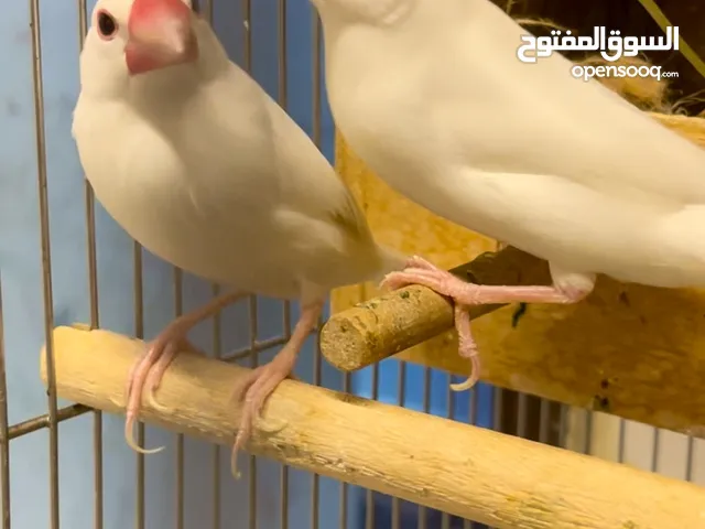 Breeding pair of Java sparrow with 2 chicks for sale ..