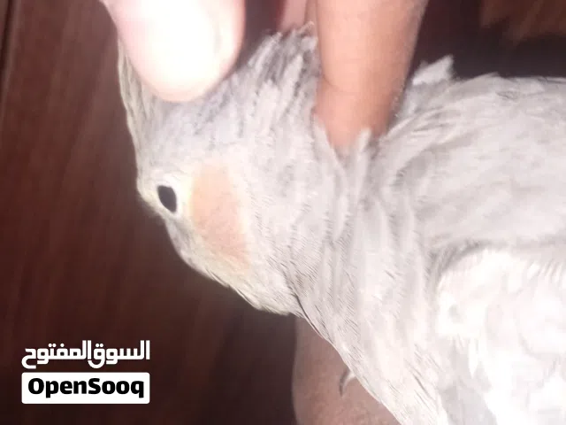 دكر ببغاء كوكتيل للبيع امروض فل فل العمر شهرين