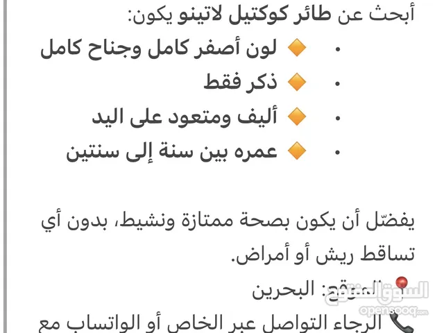 مطلوب كوكتيل لاتينو أصفر كامل — ذكر أليف بعمر سنة أو سنتين
