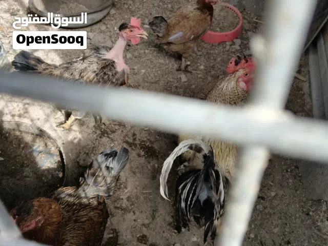 دجاج للبيع