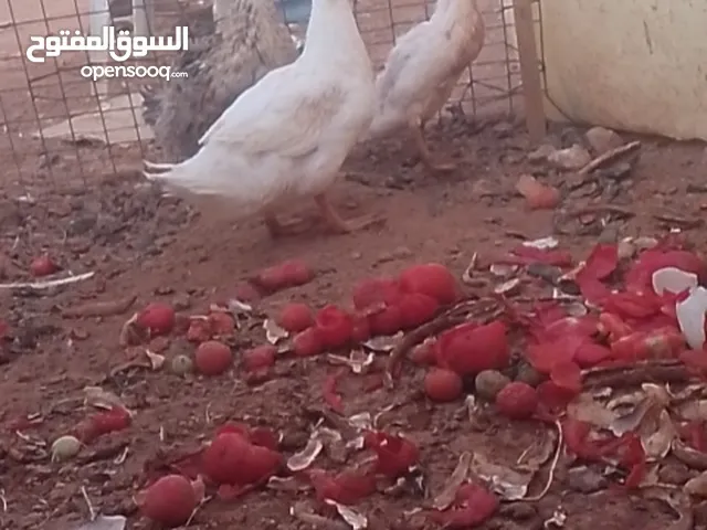 جوز بط شغال مع ولدهن 15 دينار