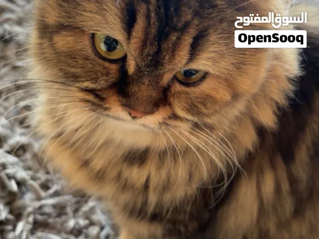 قطة للتبني بدون مقابل مادي