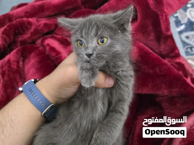 قط سكوش ستريت ذكر كلش ذكي و حلو ملقح و كامل عمر شهرين