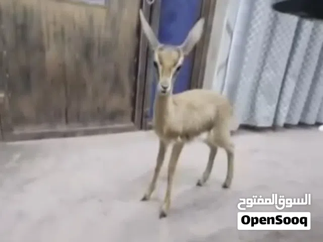 غزال دماني ظبي ذكر عمره شهرين متعود ومتعلم عالمرضعه وياكل بروحه ب 2500 درهم التواصل عبر الواتساب فقط