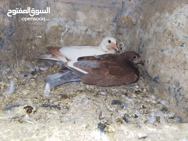 زغاليل حمام بلدي نخب النخب