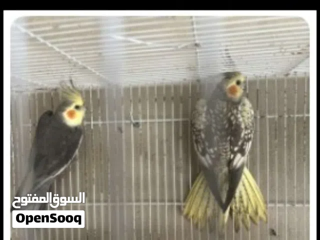 كوبيا كوكتيل تحته دحيتين
