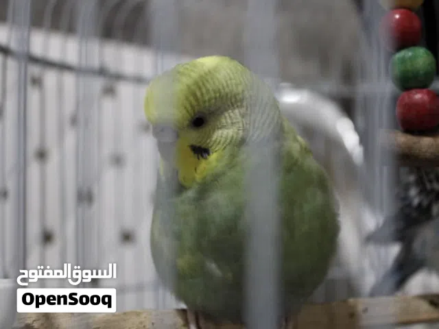 طير بادجي انثى