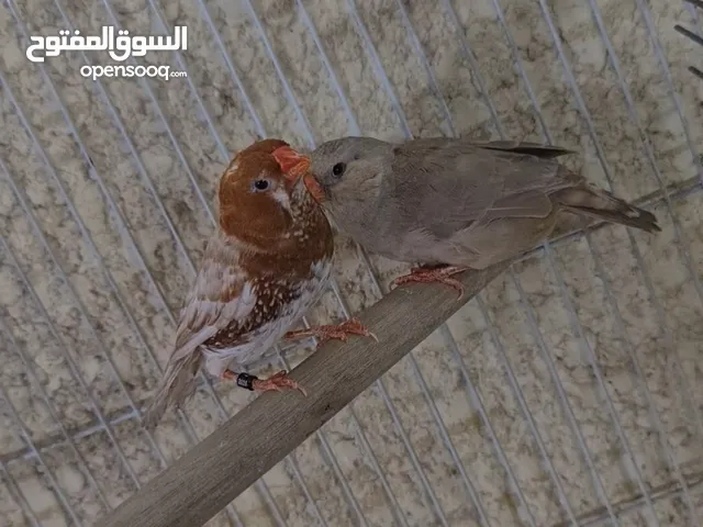 زيبرا فول اورنج