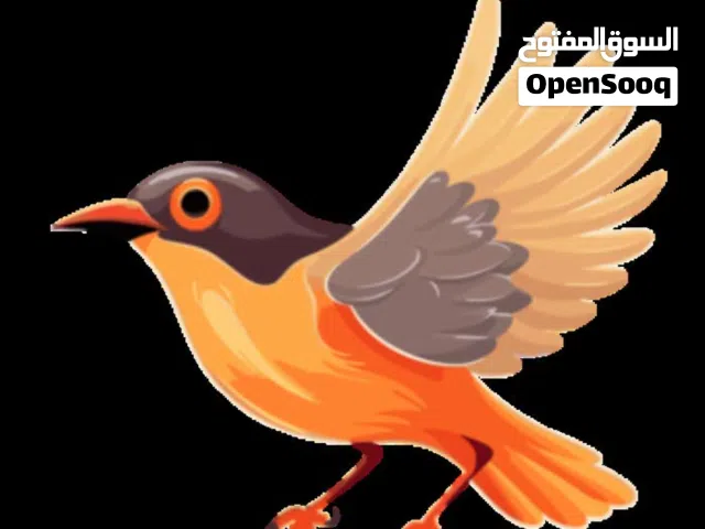 مطلوب طائر للتبني