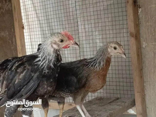 متاح ديجين دندراويات++ دجاجه شوكيه أقره الوصف