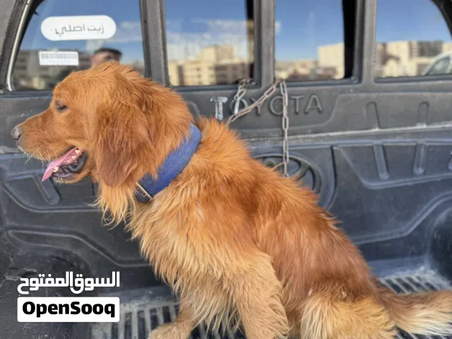 كلب قولدن للبيع