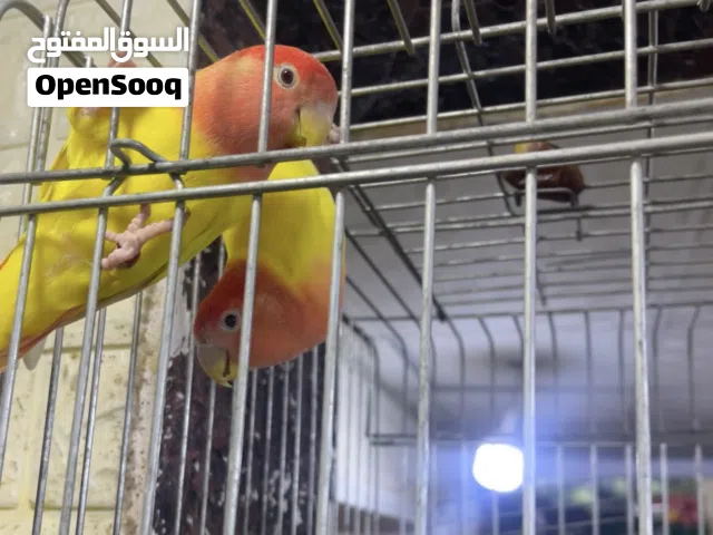 كوبية بركاديلو