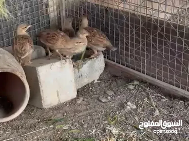 صفارد باكستانيه لون الاصفر الجانبو