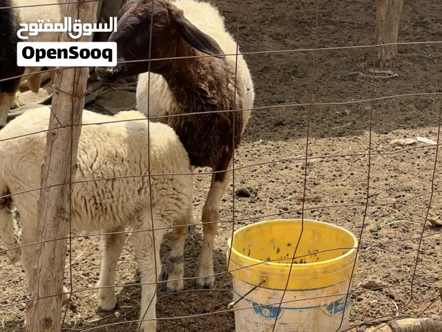 السلام عليكم نعجه تحتها فطيمة للبيع