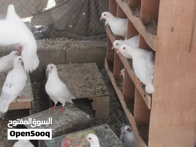 للبيع حمام لاحم فرنسي جامبو البيع جمله فقط اقراء الوصف