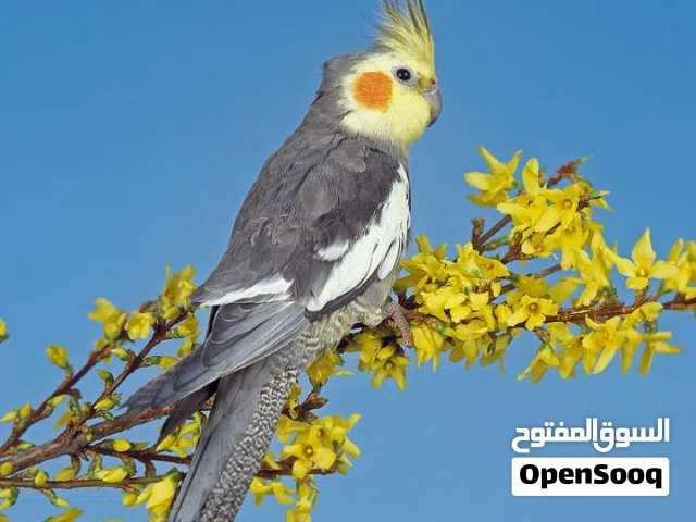 مطلوب جوز كوكتيل تحتيه بيض أو فراخ و مطير حب منتج  أو فراخ كوكتيل