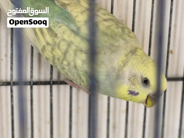 كوبيا بقلينو للبيع