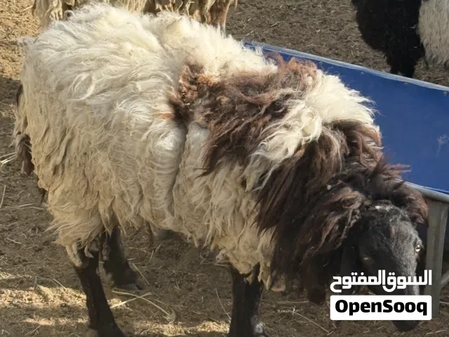 كبش.للبيع.