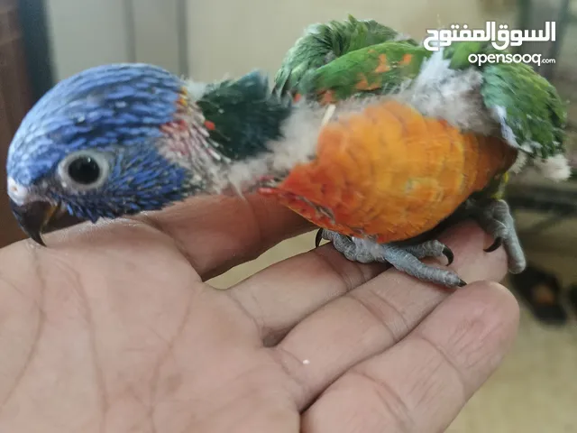 ماشاء الله لا قوة إلا بالله