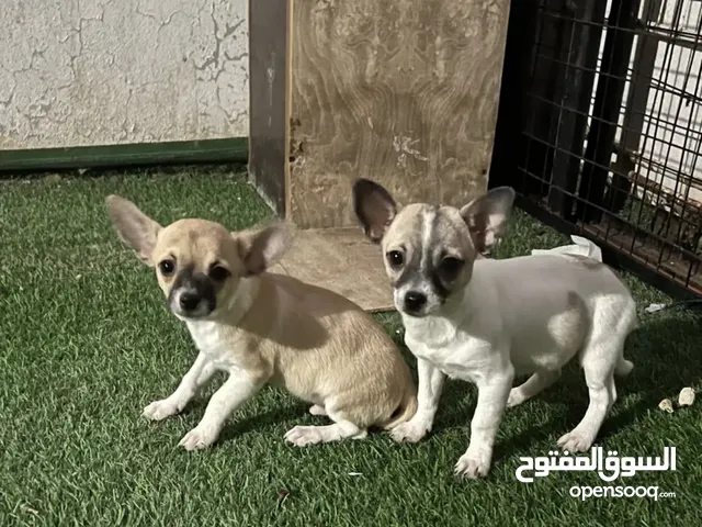 6 months male and female teacup chihuahua