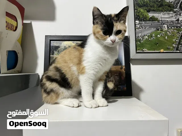 Twin Persian cat for adoption