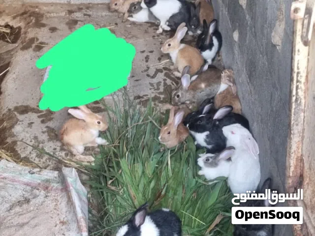 أرانب للبيع