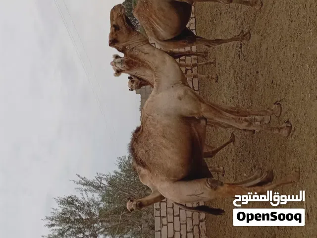 أضاحي للبيع