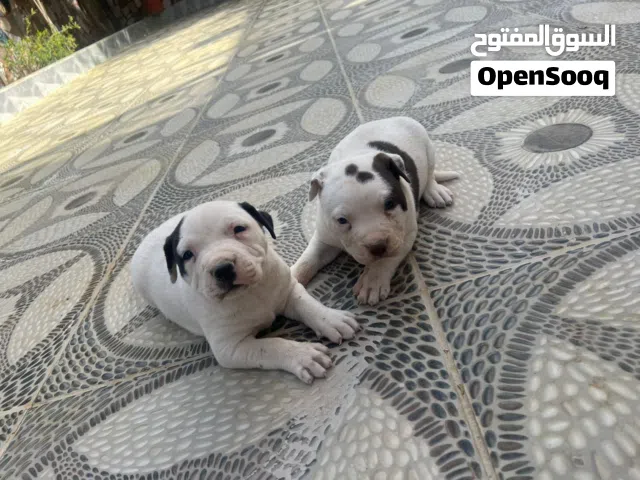 انثي بيتبول أعلا صنف عدد ثنين لعمور 47يوم