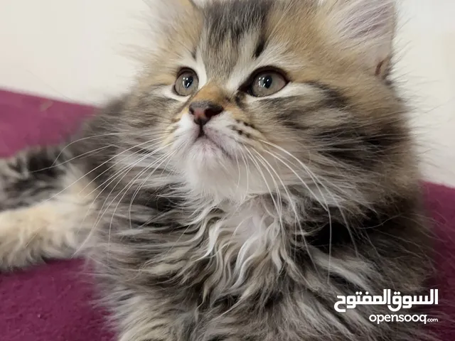 ذكر عمر شهرين هادي ويحب يلعب متعود ع التر بوكس والدراس فود