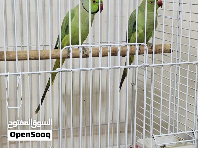 beautiful indian ring neck pair with big cage
