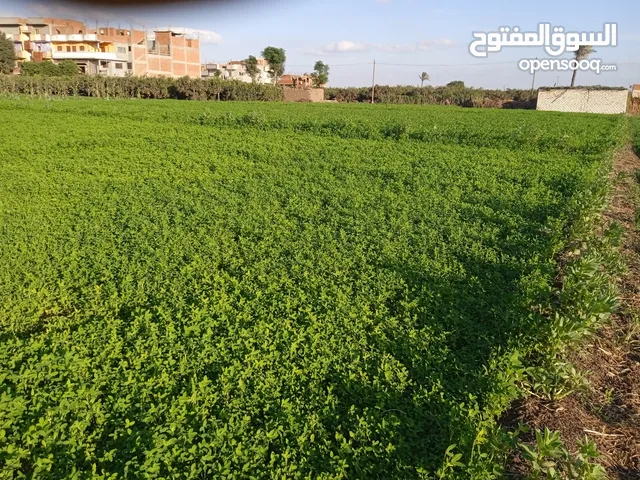 Farm Land for Sale in Sharqia Minya al-Qamh