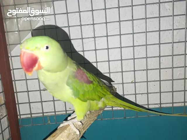 بغبغاء نبالي