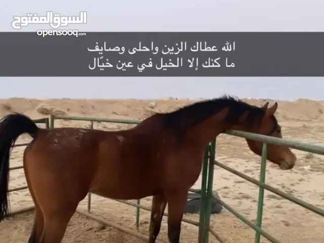 حصان مصري شرط سلم