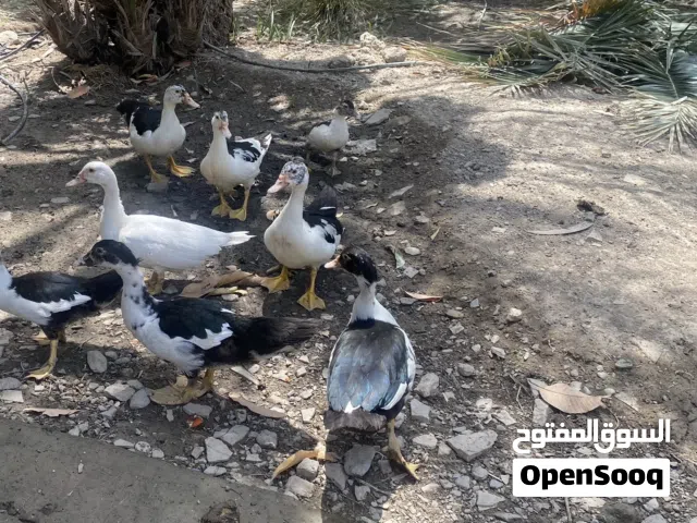 بط مصري منتج