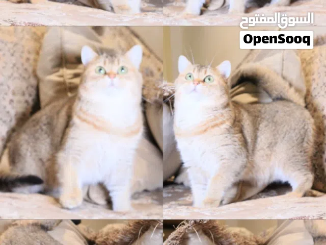 قطط، تربية منزلية بإعتناء وحُب متعلمين على لتر بوكس وصحتهم ممتازه  ونضاف ويحبون الاعب  ولطيفين