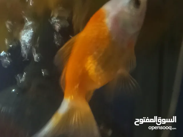 سمكة جولد فش ذكر للبيع