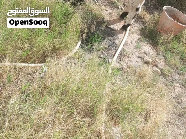 اغنام وطني الله يبارك