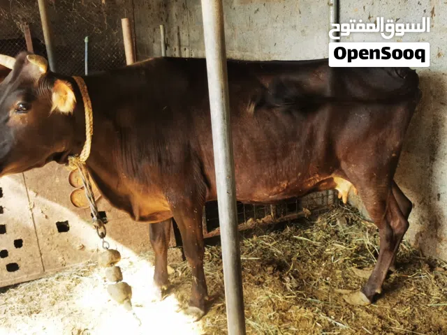 بقرة جيرسي