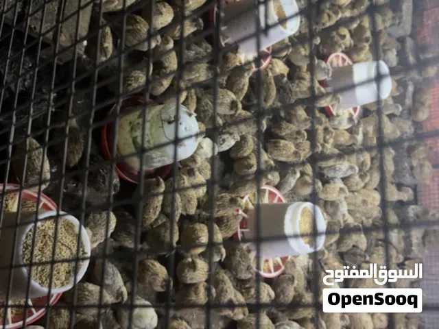 طيور سمان الجامبو اوو صفارد للبيع جاهزه لذبح والتربيه..